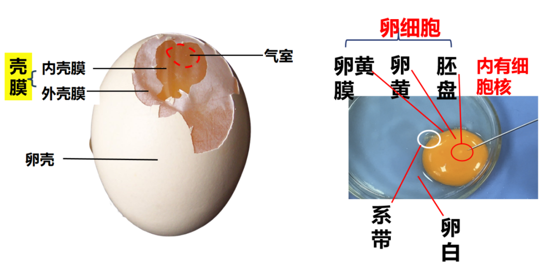 一切从一颗蛋开始... ...！我在校本课，孵化了只小鸭