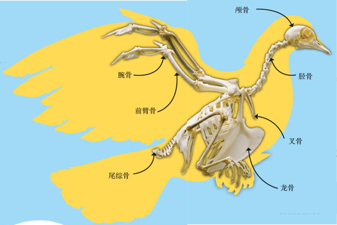 一切从一颗蛋开始... ...！我在校本课，孵化了只小鸭