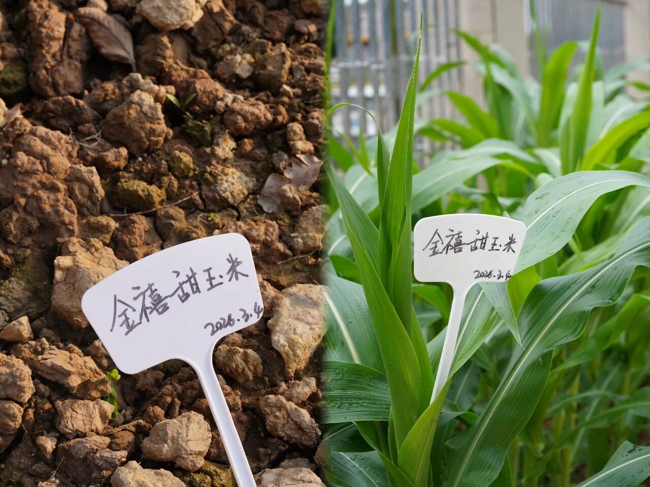 从课本到田间,走出去的劳动教育|校本课程——荣源龙开心农场 从课本到田间,走出去的劳动教育|校本课程——荣源龙开心农场